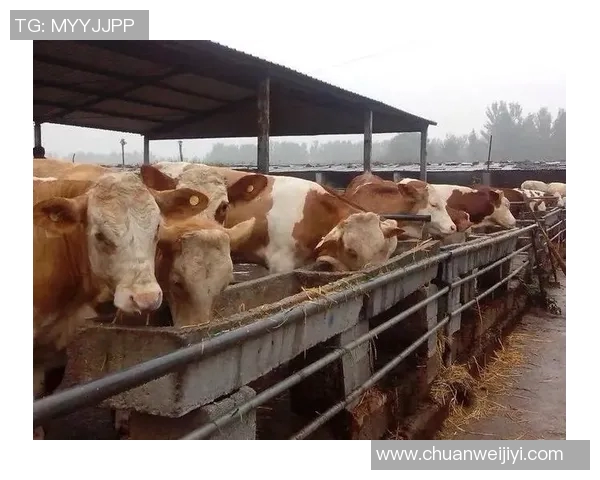 泰国足球明星化身养牛达人分享乡村生活与运动激情的精彩视频 泰国足球明星化身养牛达人分享乡村生活与运动激情的精彩视频